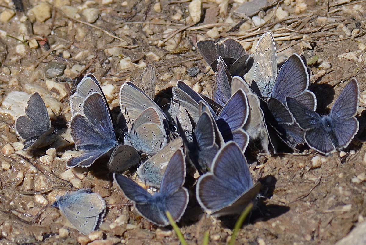 Affollamento Lycaenidae, qualche id,?